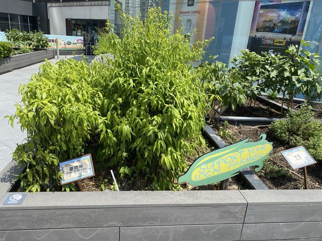 支持本地農業、實踐低碳生活♻️商場內的農莊 支持本地農業、實踐低碳生活♻️商場內的農莊