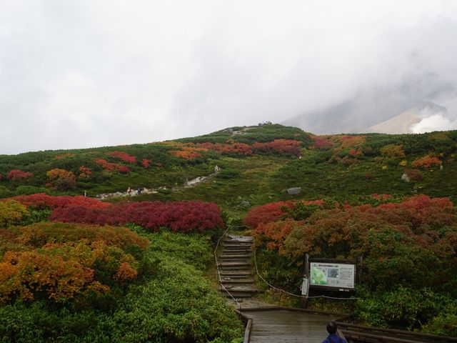 全日本最早的賞楓景點｜大雪山旭岳