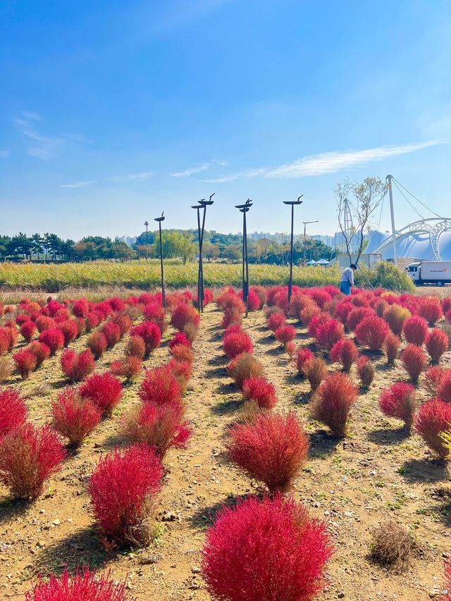 시흥갯골생태공원에서 가을분위기 즐기기🌾🧡