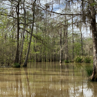 Amazing swamp tour in Louisiana