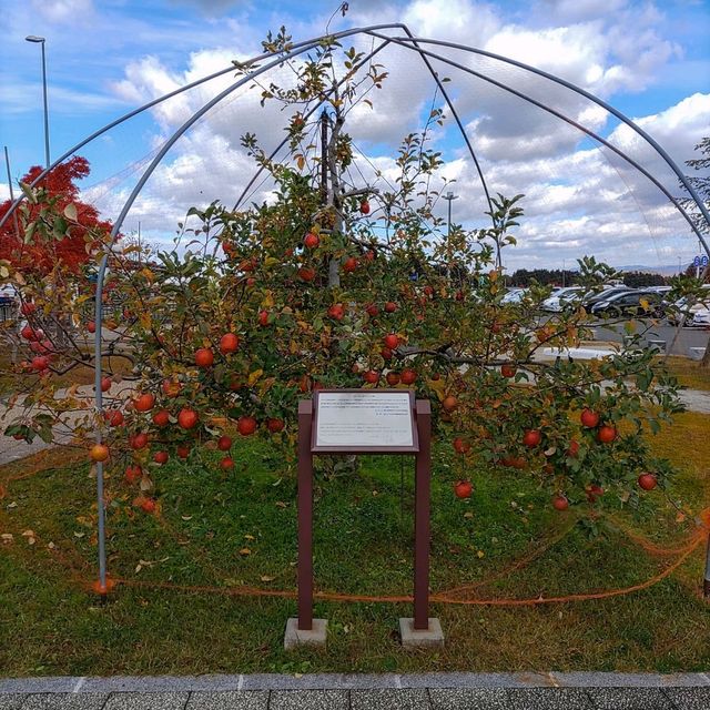 岩手県！花巻空港の紹介～秋～