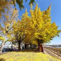 Asan Gingko Tree Road (은행나무길) 