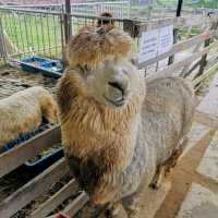 Alpaca Club