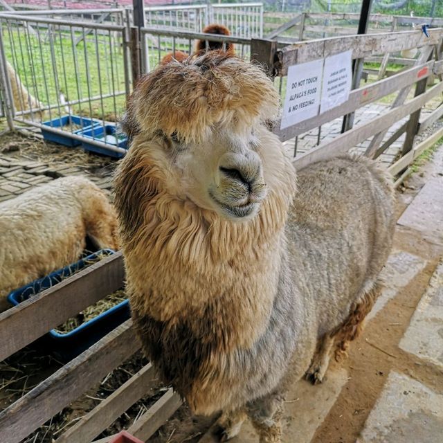 Alpaca Club
