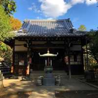 滿滿招財貓🐱日本必去豪徳寺