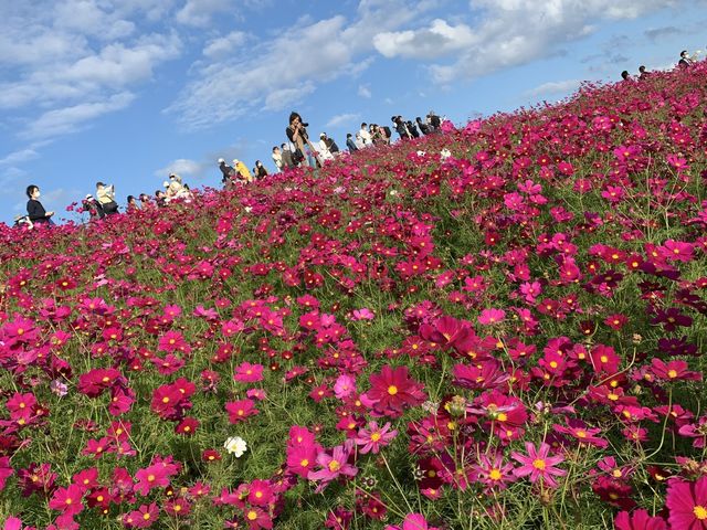 【茨城観光】一面に広がる"コキア”に圧巻。