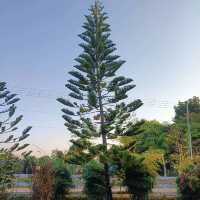 🌳วังน้ำเขียว กู๊ดวิวรีสอร์ท🌳