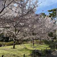 花見 桜道 夙川