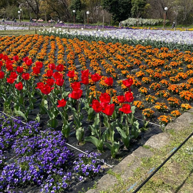 【花博記念公園 鶴見緑地】風車の丘🌷