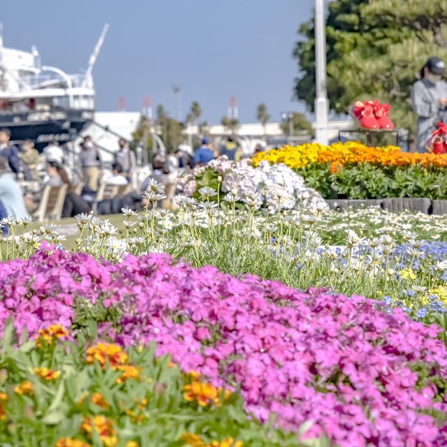 山下公園の花壇展示散策