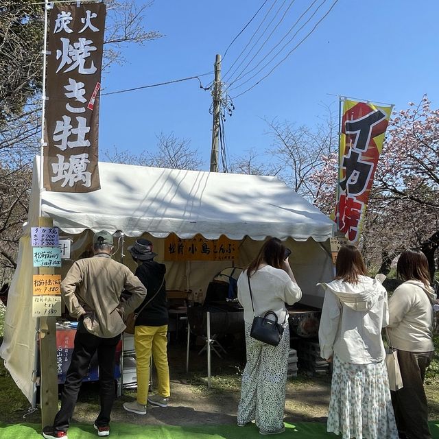 北海道　松前公園のさくらまつり