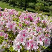 藤が見頃！はままつフラワーパーク💐
