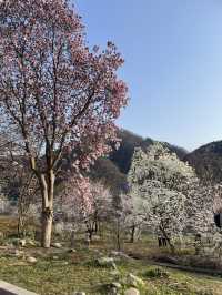 춘천댐 벚꽃길에서 벚꽃 구경하기🌸