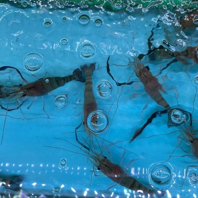 佐敦蝦蝦燒🦐好玩又好食😋