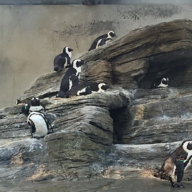 東京遊之水族館🤩🤩📸️