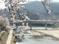 Jinhae beautiful cherry blossom 