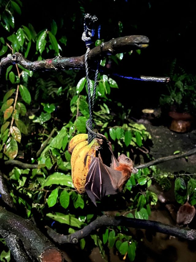 Nocturnal Wildlife at Night Safari