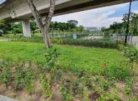 Tampines Naturalised river