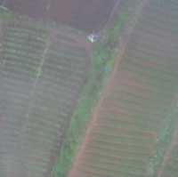 Rice Farm from Above