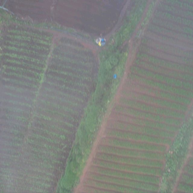 Rice Farm from Above
