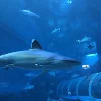 新加坡🇸🇬聖淘沙最大水族館‼️觀賞魚群好地方