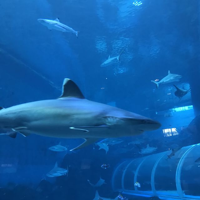 新加坡🇸🇬聖淘沙最大水族館‼️觀賞魚群好地方