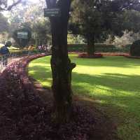 Pleasant smell of tea leaves in the air