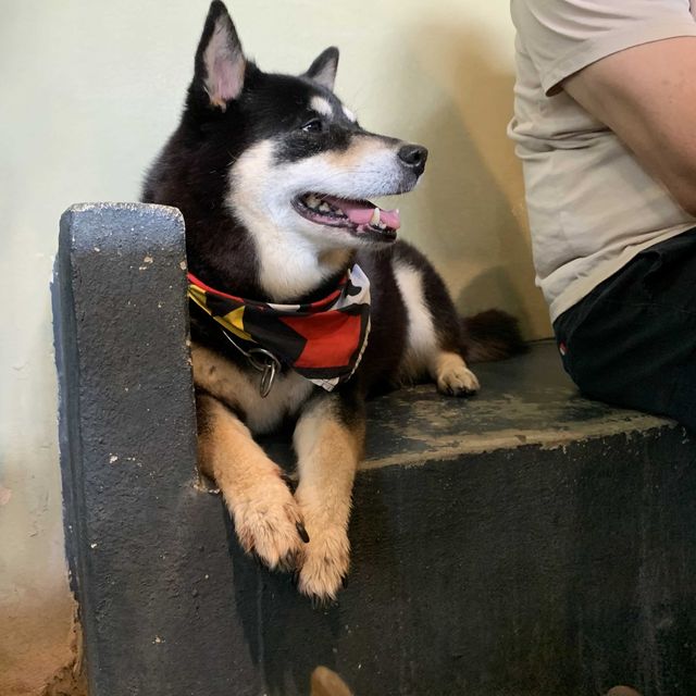 คาเฟ่สำหรับทาสหมาอย่างเรา 🐶
