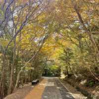 제주에서 즐기는 단풍놀이🍁