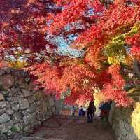 【岡山】城壁に美しい紅葉