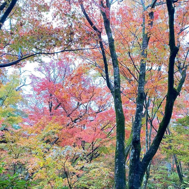 麻雀雖小但紅葉鋪天的優美寺院 - 寶筐院