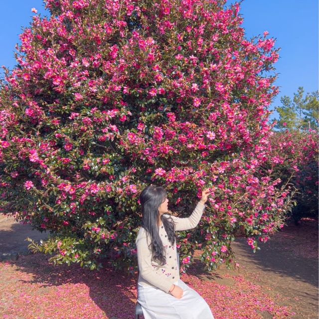 제주도는 아직도 동백가득🌺