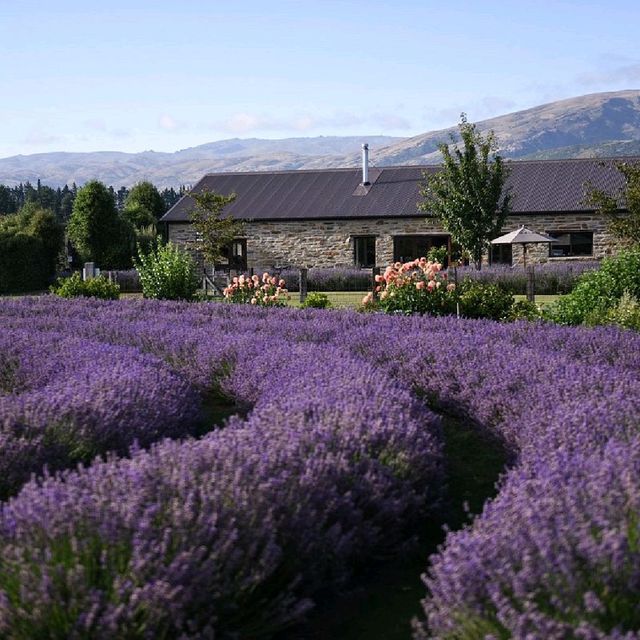 Wanaka Lavender Farm