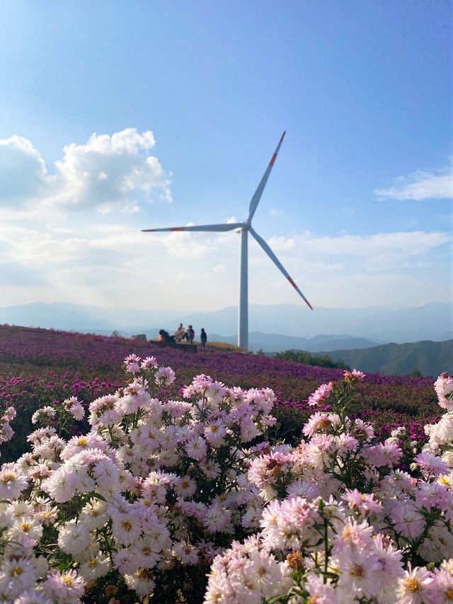 [경남] 거창 감악산에서 만난 아스타국화 💜