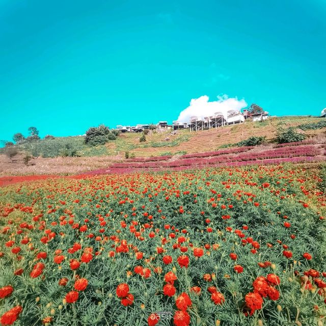 สวนดอกไม้​ แกรนวิว-การ์เด้น​ ​| ม่อนแจ่ม​ 