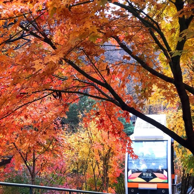 가을의 단풍명소 ‘화담숲’