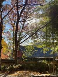 단풍이 아름다운 동화사 🍁🍂