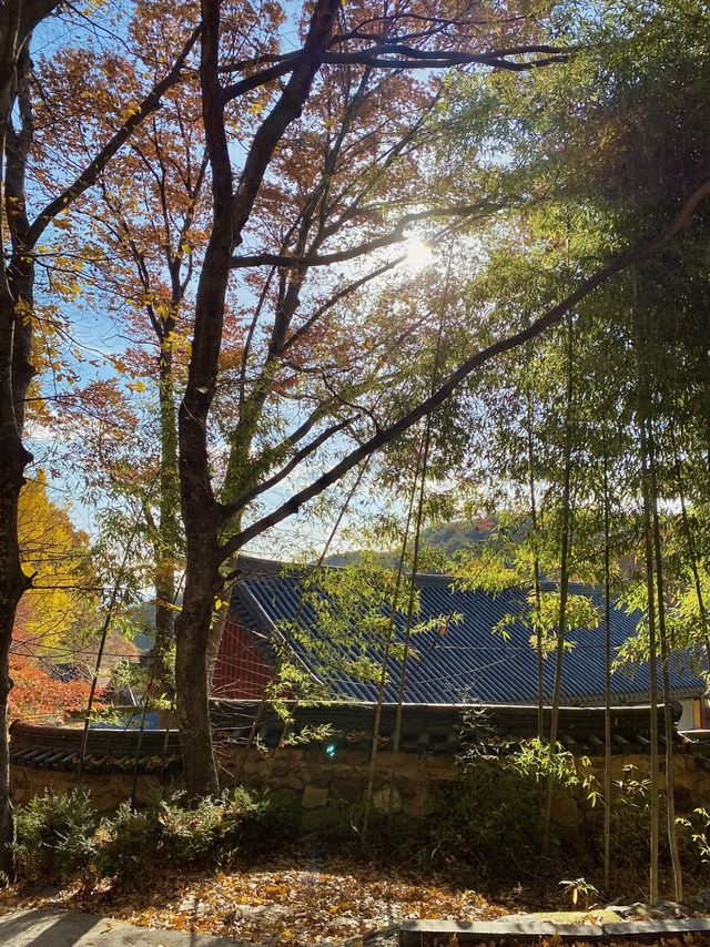 단풍이 아름다운 동화사 🍁🍂