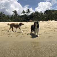 beach day 🐾✨