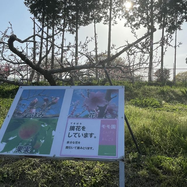 名古屋市守山区　フルーツパークの果樹園