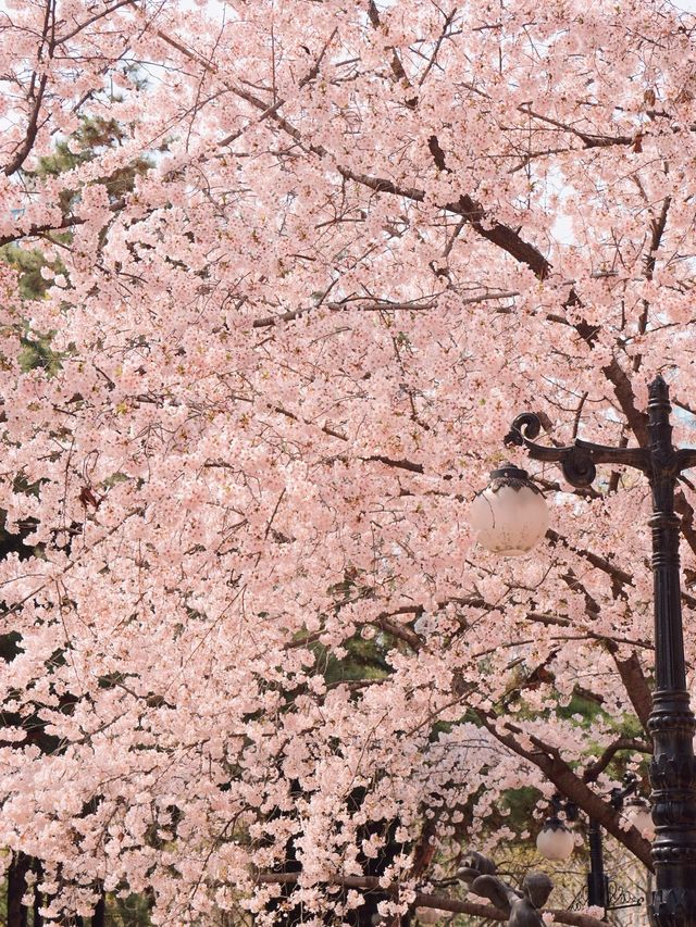 따뜻한 봄에 석촌호수에서 벚꽃산책🌸