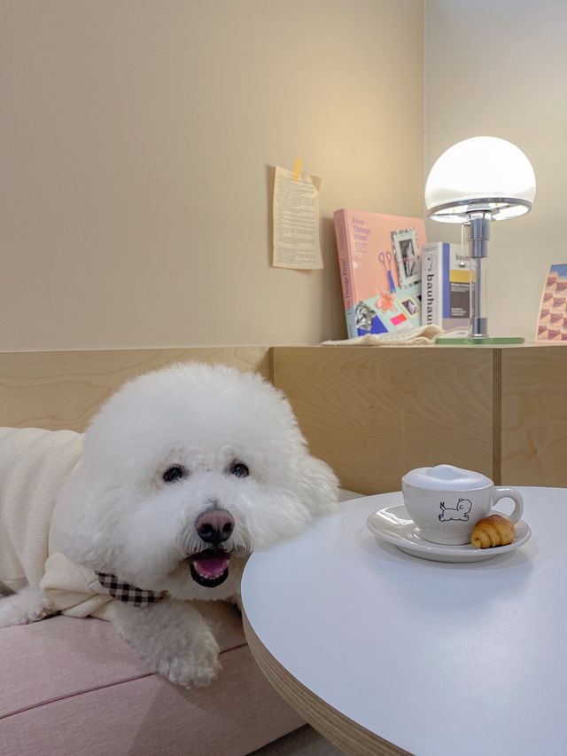 멍푸치노가 있는 반려견동반카페☕️🐶