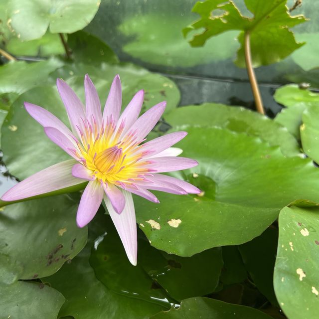 非常有愛❤️的魚菜共生嘅實驗農場