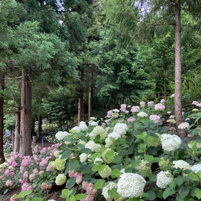 🌸나만 알고 싶은 보성 수국 핫스팟🌸