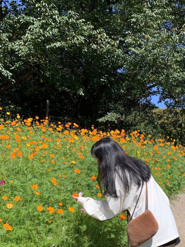 🌼서울대공원 코스모스 언덕