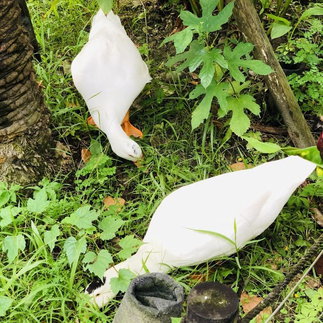綠意盎然🌳🌿松山文創園區 Songshan Cultural and Creative Park