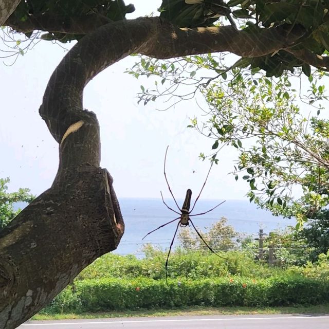 草嶺古道