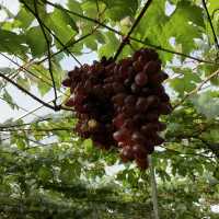 Haccienda Torrentira Vineyard!