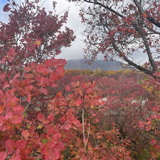 うっとりする紅葉の街道　シャキ