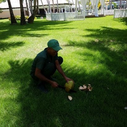 Fresh coconut at Catalonia Punta Cana